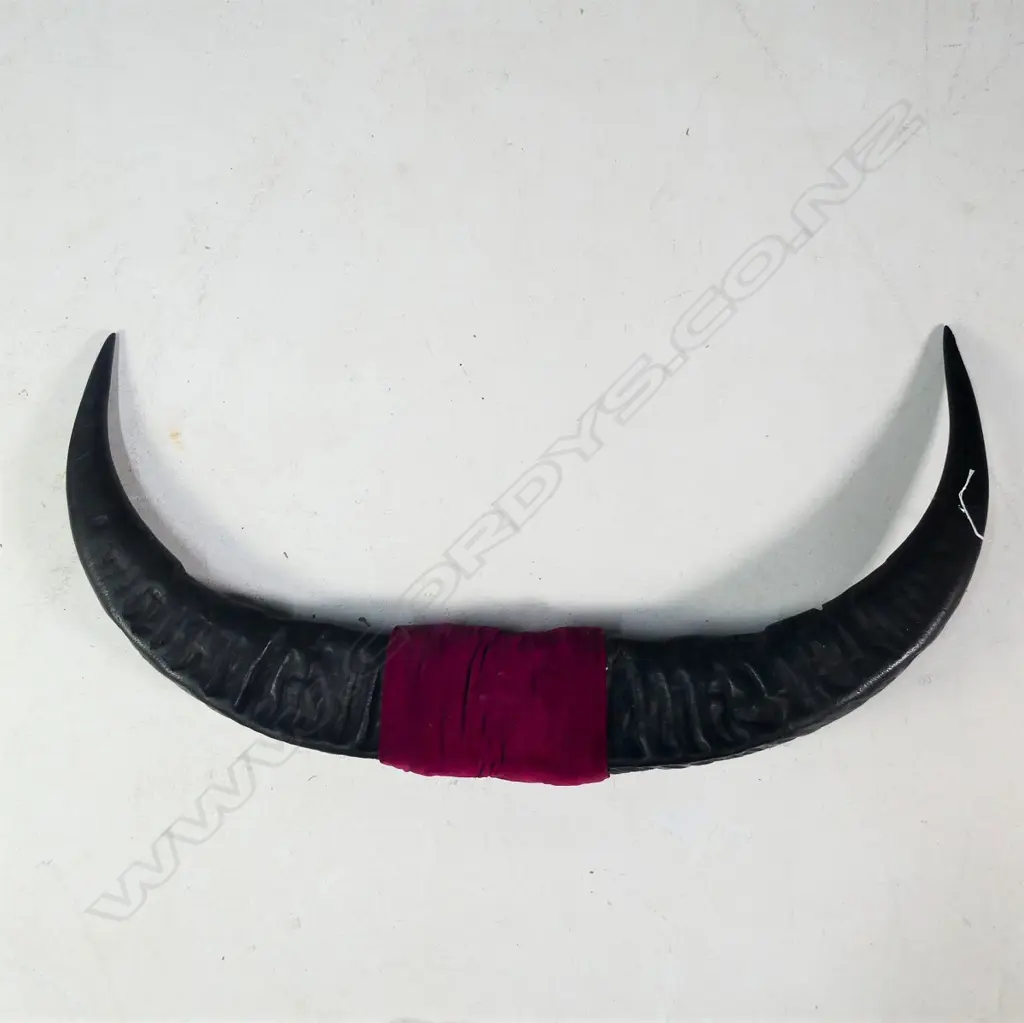 PR MOUNTED WATER BUFFALO HORNS W. 925MM Image 1++