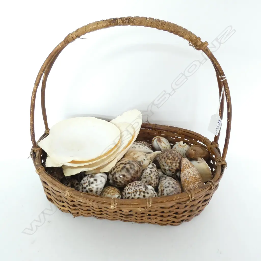 BASKET OF SHELLS  Image 1++
