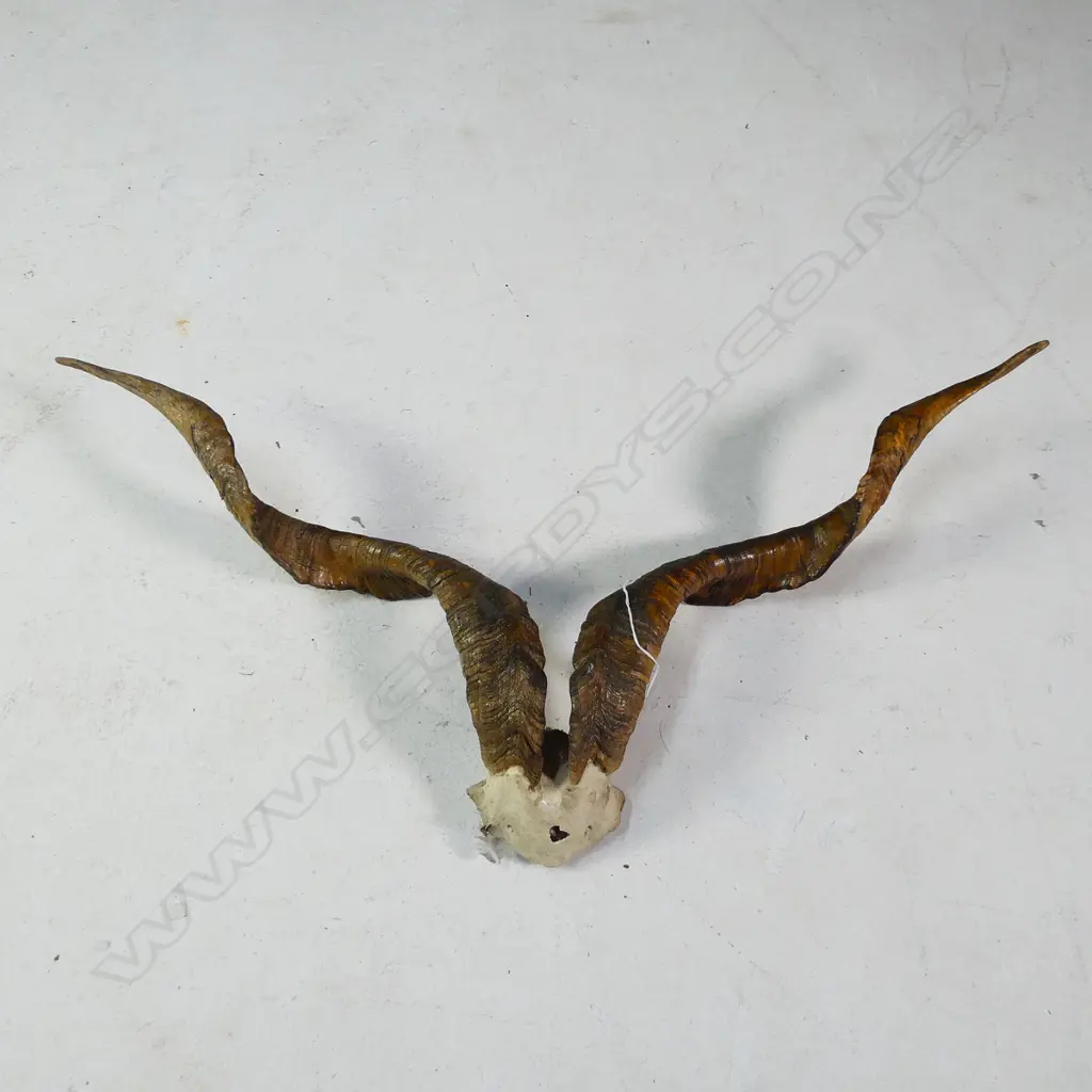 PR BILLY GOAT HORNS W.800 Image 1++