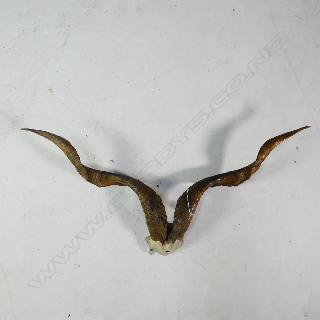 PR BILLY GOAT HORNS W.800 Image 1++