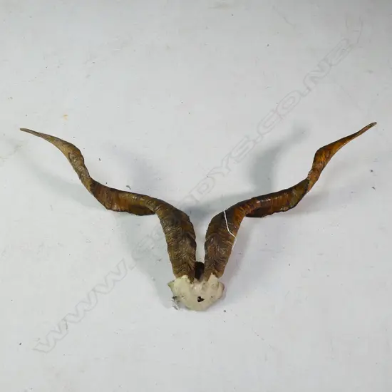 PR BILLY GOAT HORNS W.800