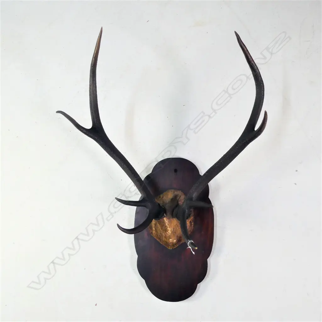 8 POINTER PR OF MOUNTED DEER ANTLERS W.595MM Image 1++