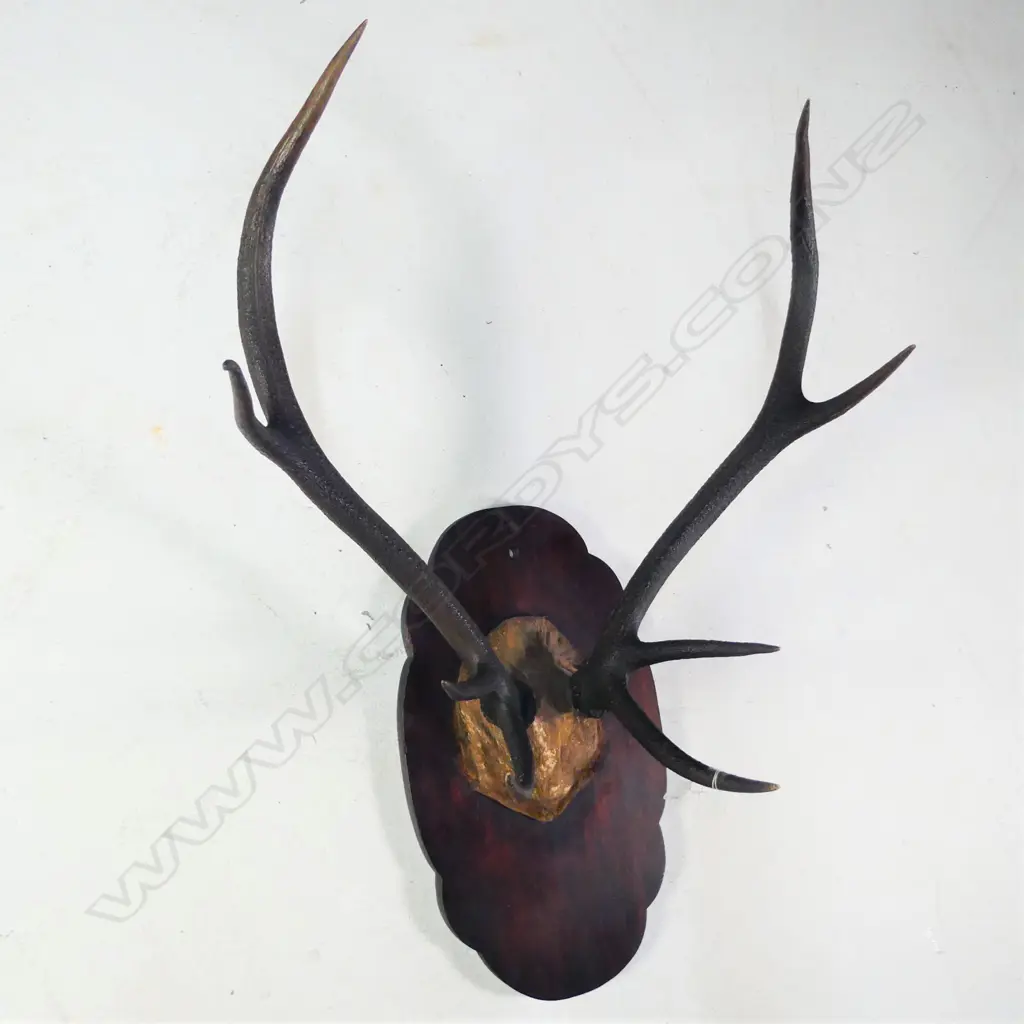 8 POINTER PR OF MOUNTED DEER ANTLERS W.595MM Image 1++