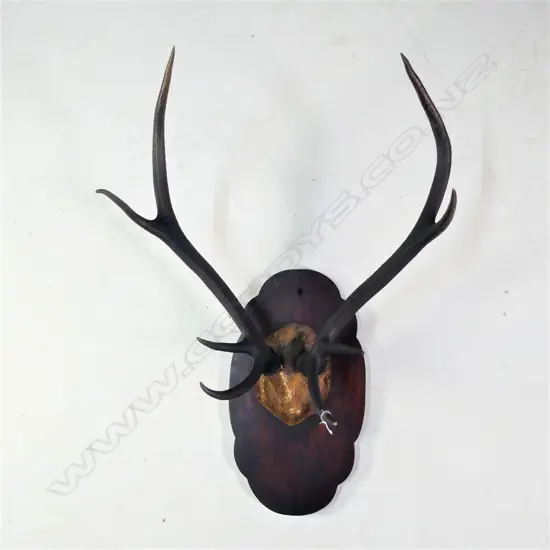 8 POINTER PR OF MOUNTED DEER ANTLERS W.595MM
