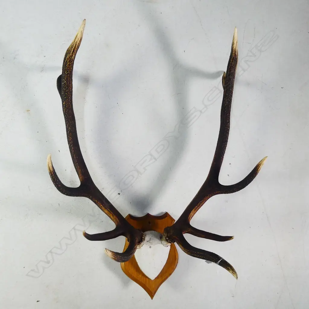 10 POINTER PR OF MOUNTED DEER ANTLERS W.680MM Image 1++