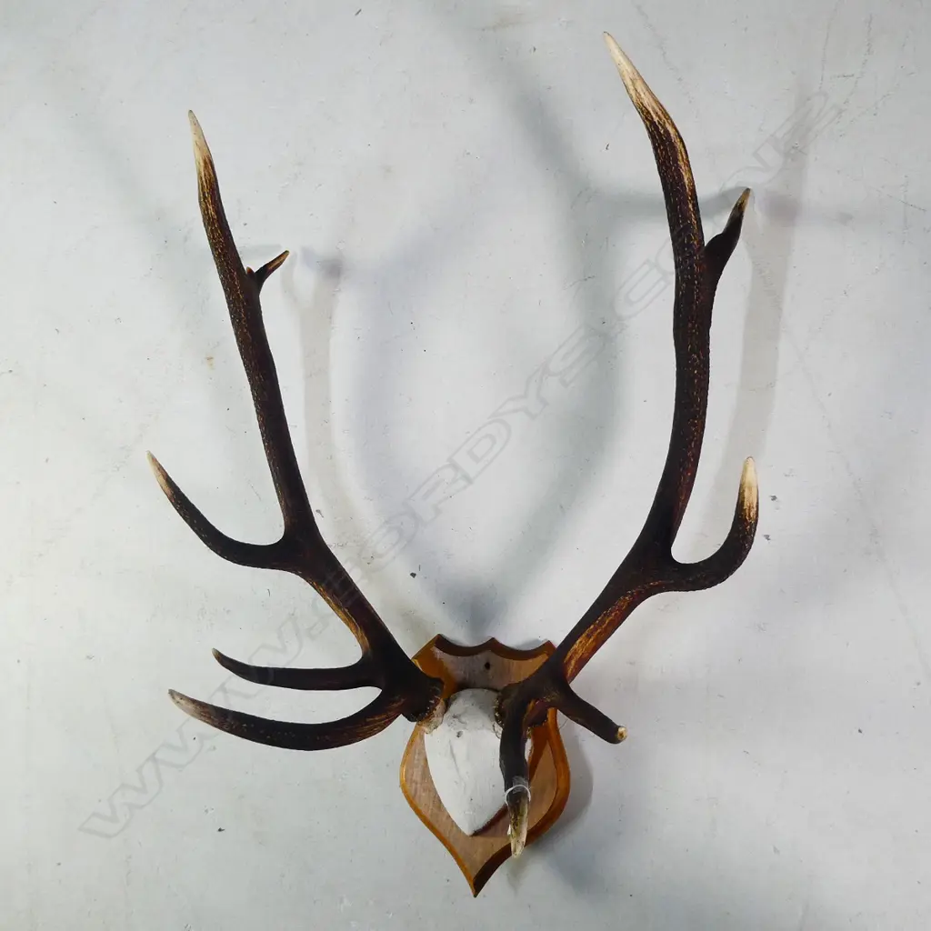 10 POINTER PR OF MOUNTED DEER ANTLERS W.680MM Image 1++
