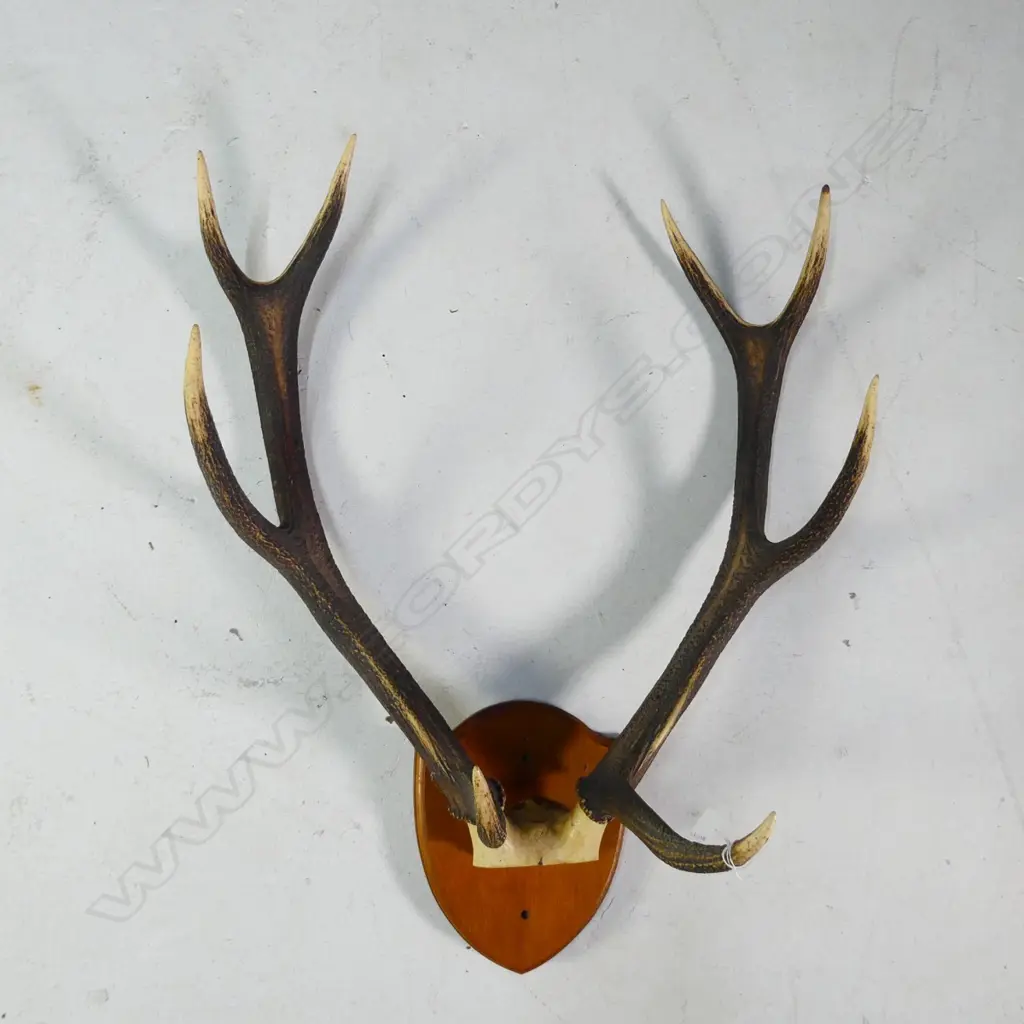 8 POINTER PR OF MOUNTED DEER ANTLERS W.540MM Image 1++