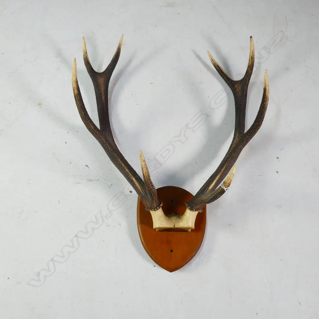 8 POINTER PR OF MOUNTED DEER ANTLERS W.540MM Image 1++