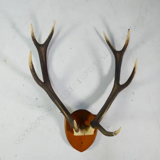 8 POINTER PR OF MOUNTED DEER ANTLERS W.540MM