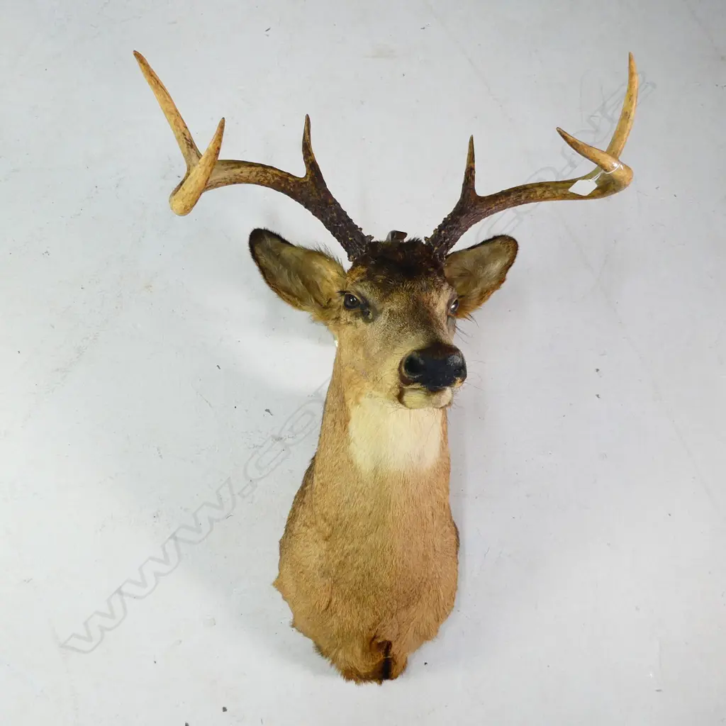 TAXIDERMY WHITETAIL DEER HEAD 6 POINTS  Image 1++