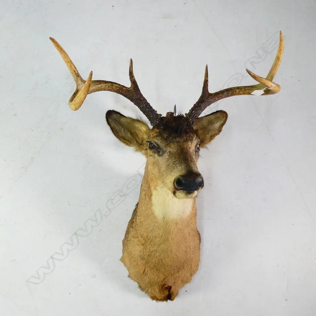 TAXIDERMY WHITETAIL DEER HEAD 6 POINTS  Image 1++