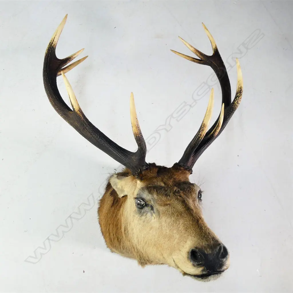 11 POINTER RED STAG DEER HEAD ROARING POSE Image 1++