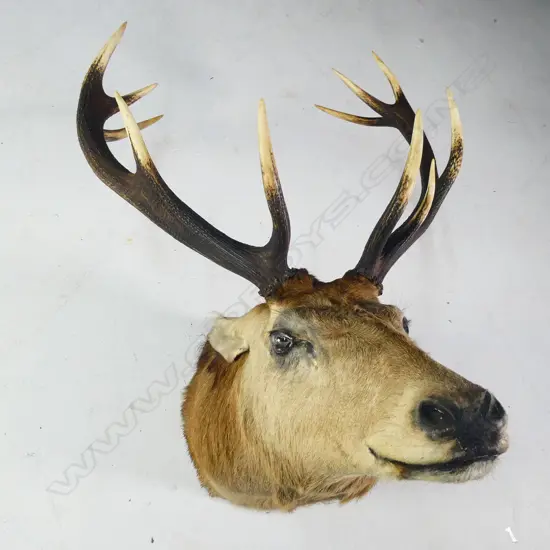 11 POINTER RED STAG DEER HEAD ROARING POSE
