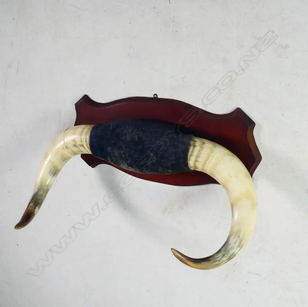 PR LARGE MOUNTED OX? HORNS W.640MM Image 1++