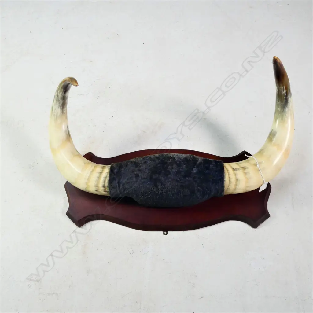 PR LARGE MOUNTED OX? HORNS W.640MM Image 1++