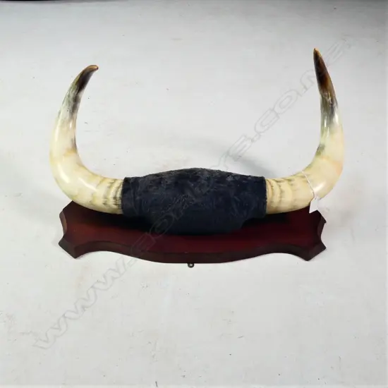 PR LARGE MOUNTED OX? HORNS W.640MM