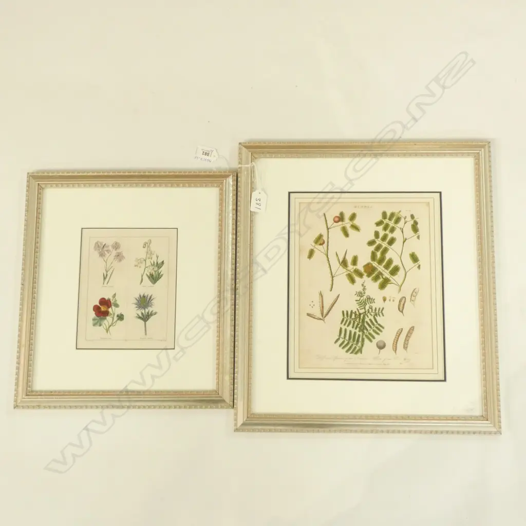PR FRAMED VINTAGE  HAND COLOURED BOTANICAL PRINTS - 280 X 230MM Image 1++