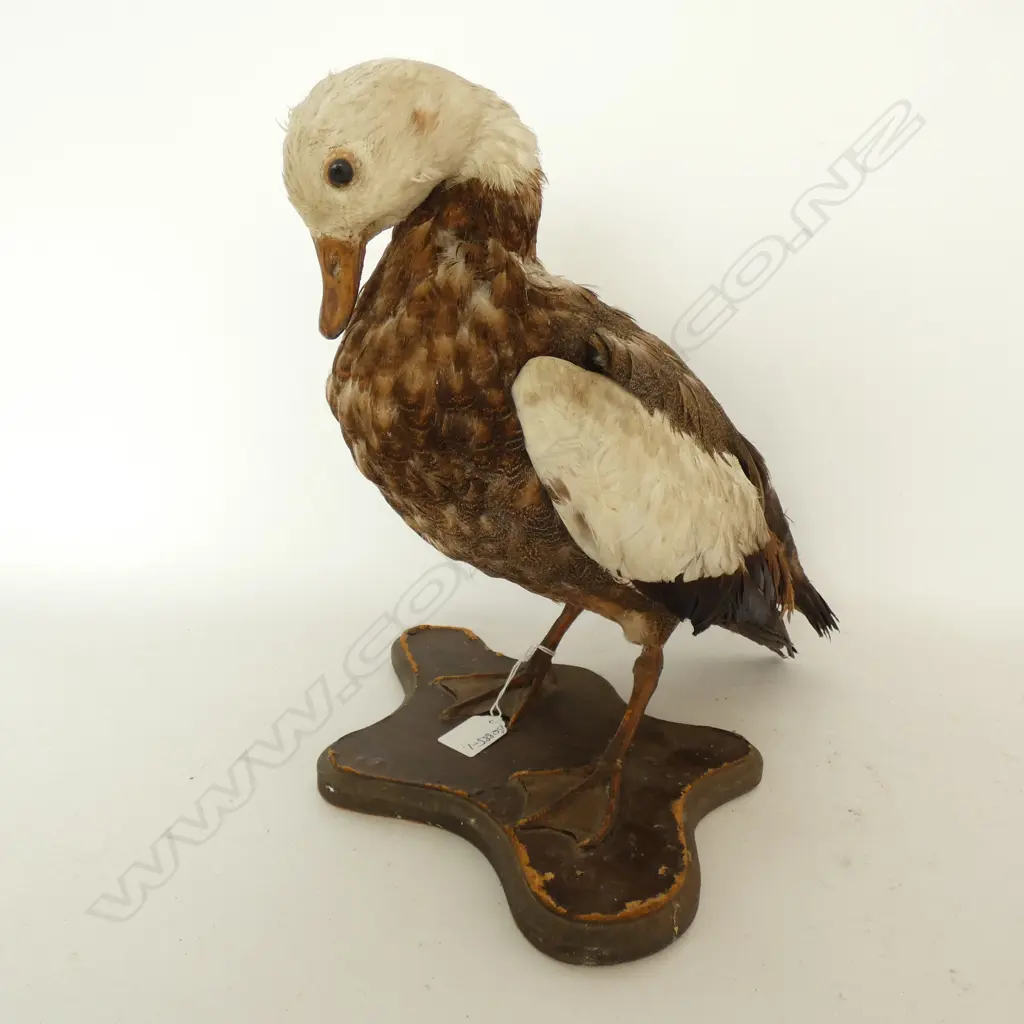 TAXIDERMY PARADISE DUCK ON SHAPED STAND h.325mm Image 1++