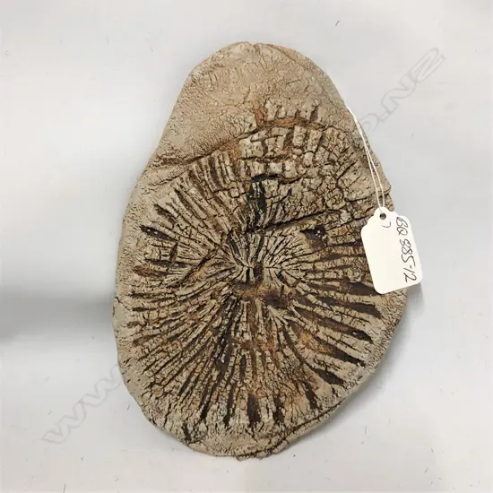 LEN CASTLE FOSSIL FORM WALL PANEL L.180mm