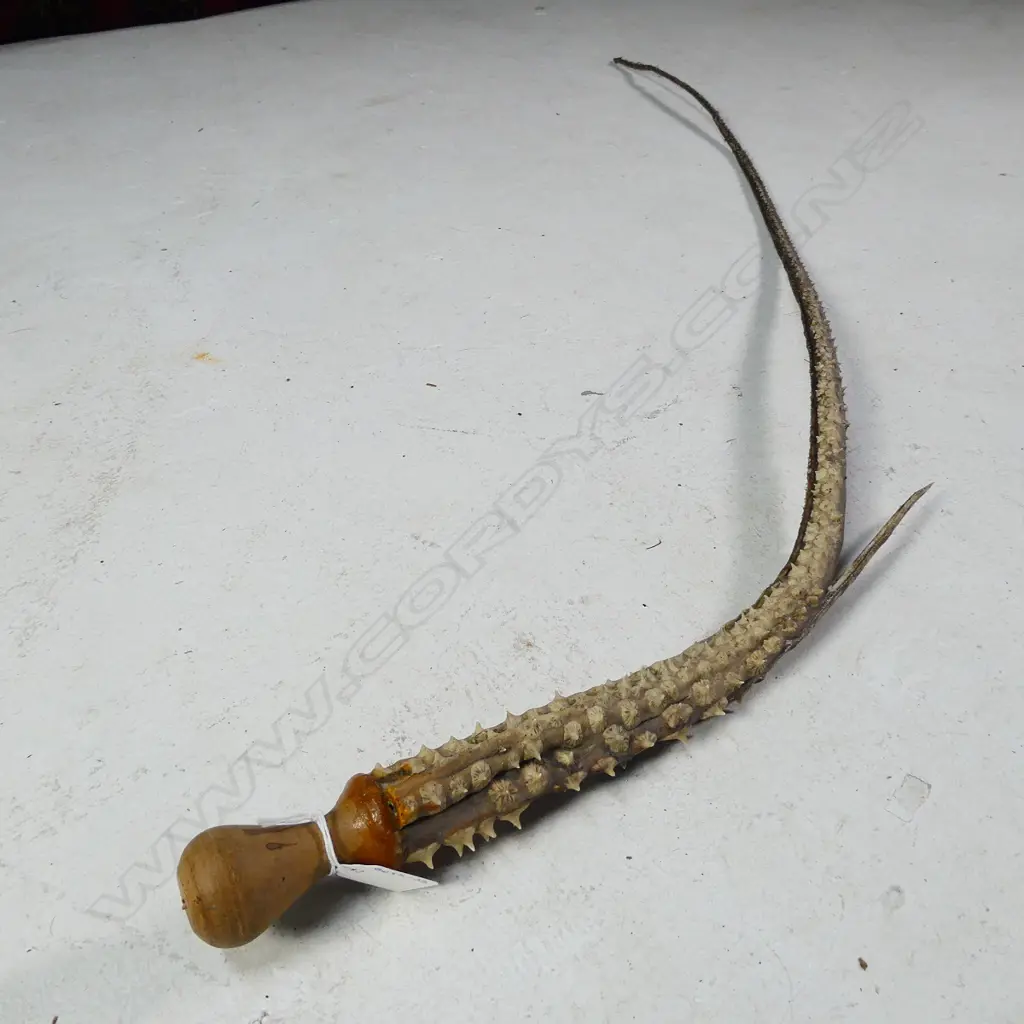 LONG STINGRAY BARBED TAIL L. 1300MM Image 1++