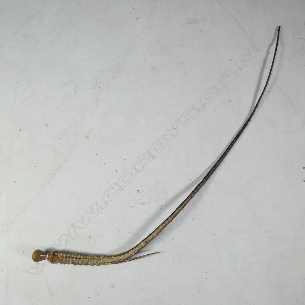 LONG STINGRAY BARBED TAIL L. 1300MM Image 1++
