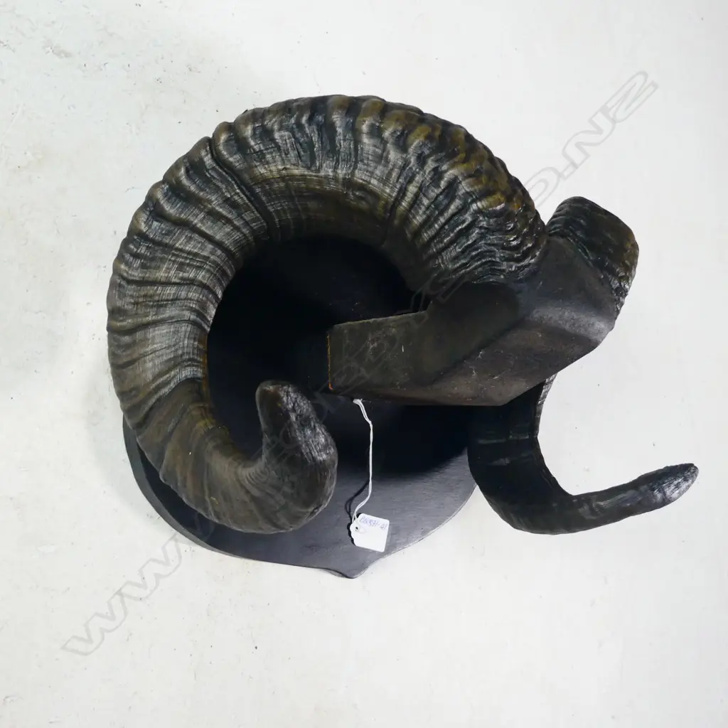 PR MOUNTED RAMS HORNS W.380MM Image 1++