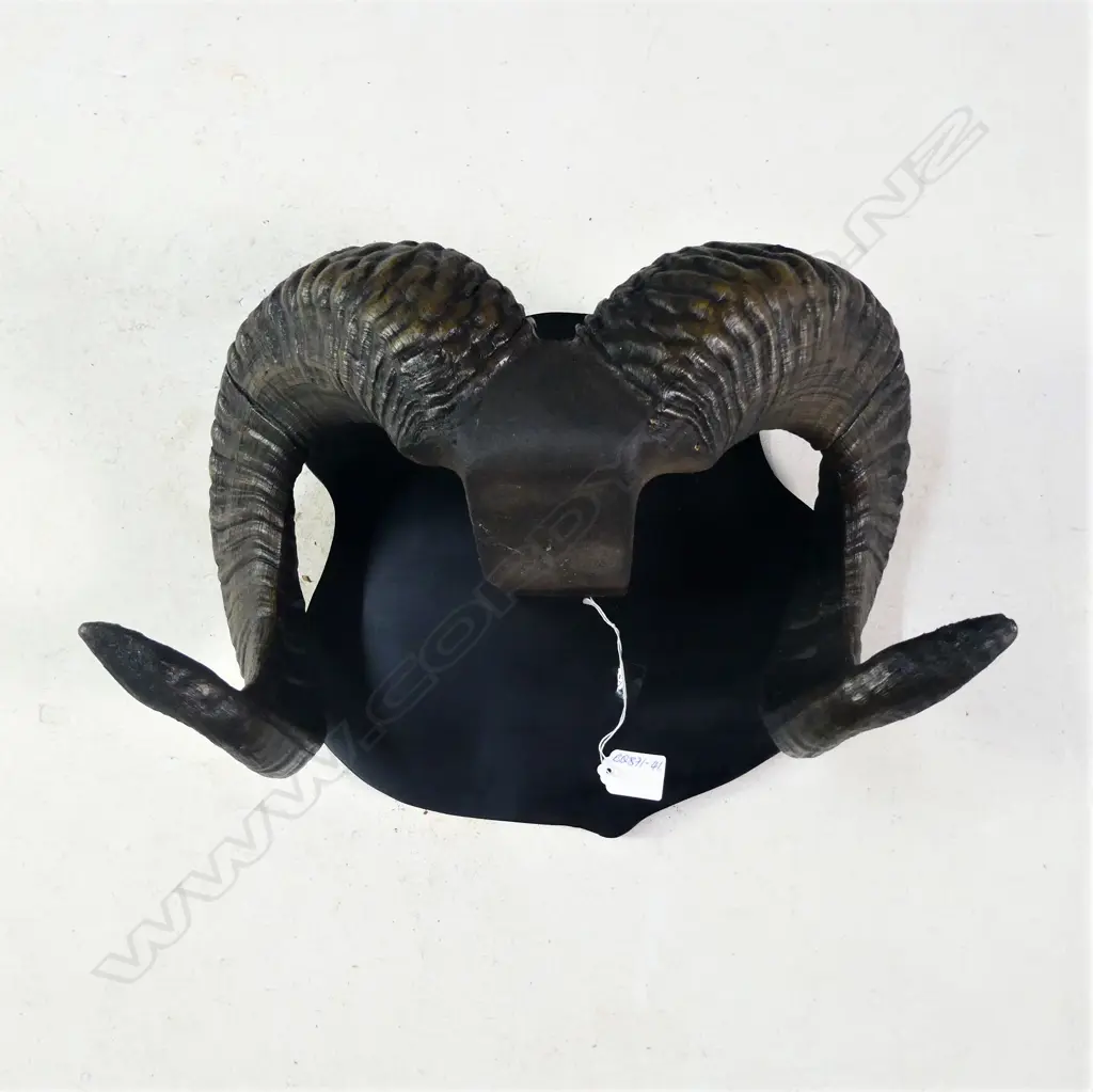 PR MOUNTED RAMS HORNS W.380MM Image 1++
