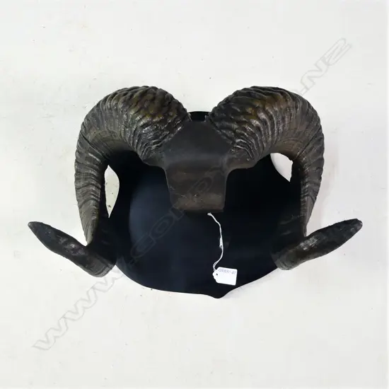 PR MOUNTED RAMS HORNS W.380MM