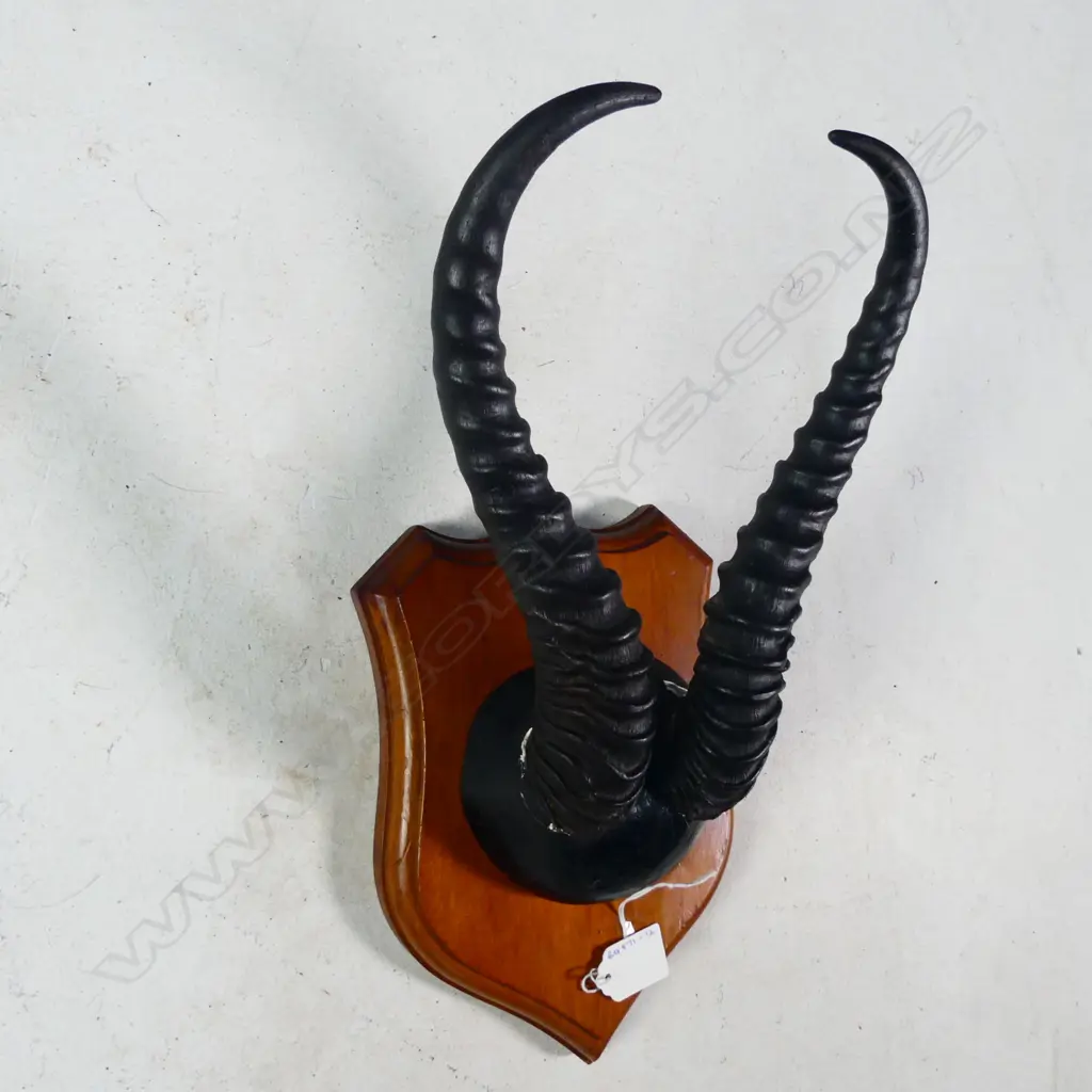PR SHIELD MOUNTED ANTELOPE ANTLERS L. 260MM Image 1++