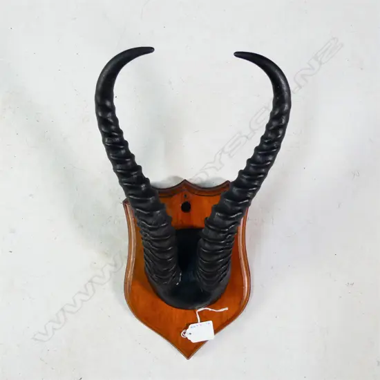 PR SHIELD MOUNTED ANTELOPE ANTLERS L. 260MM