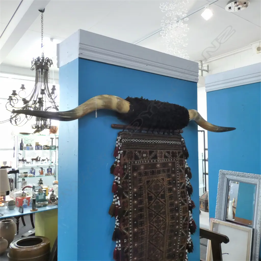 PR LARGE CENTRE MOUNTED HIGHLAND CATTLE HORNS Image 1++