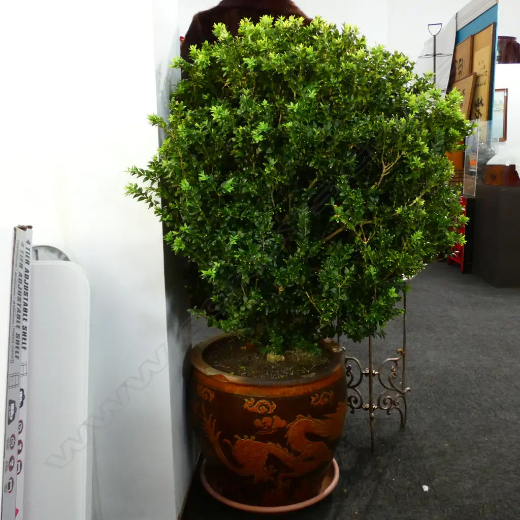 BOX PLANT IN DRAGON POT H. 1250MM Image 1++