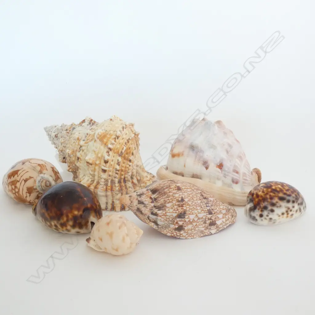 COLLECTION 7 SHELLS L. 200MM Image 1++