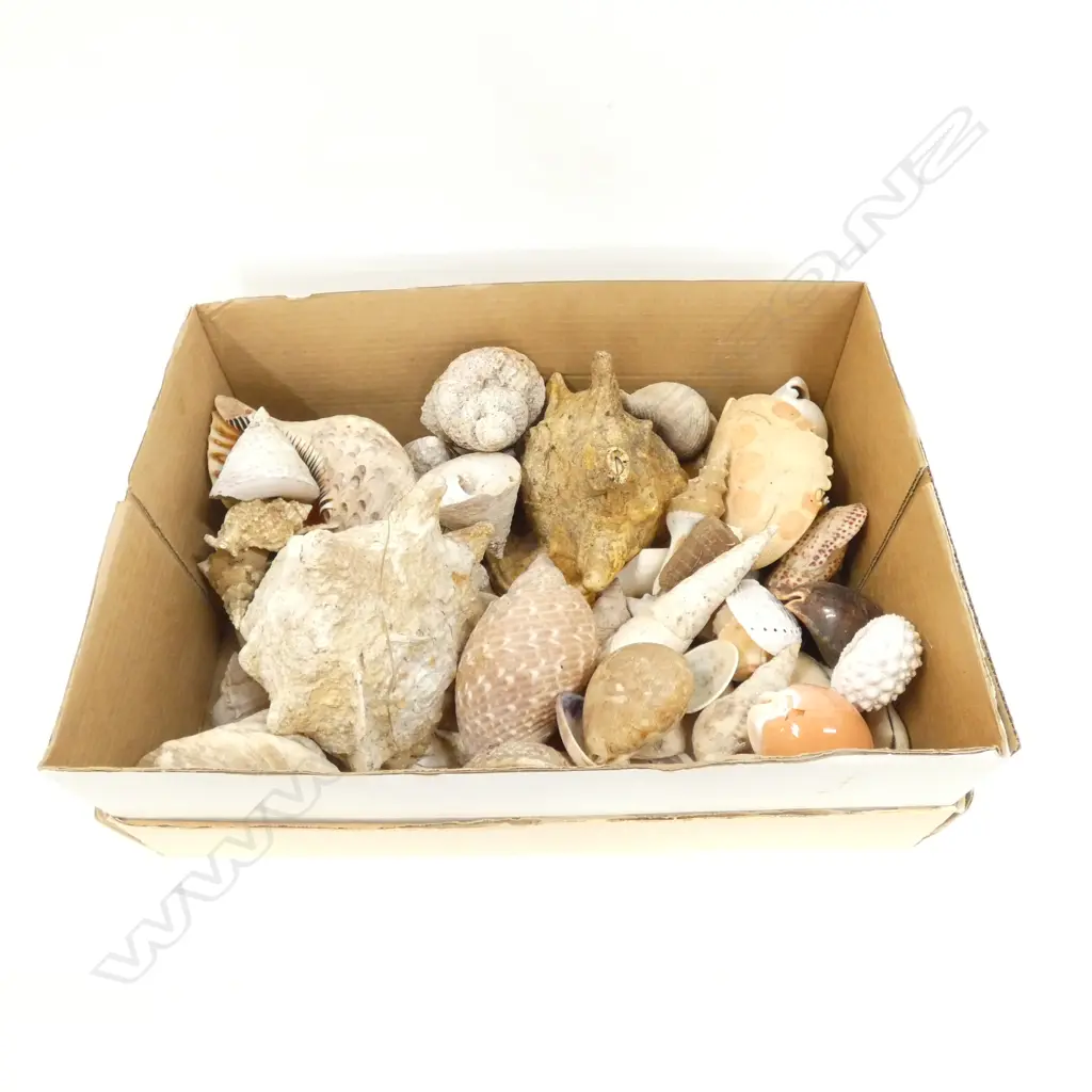 BOX-LOT PACIFIC SHELLS INCL TWO HELMET SHELLS AND A DAMAGED GOLDEN COWRIE. Image 1++