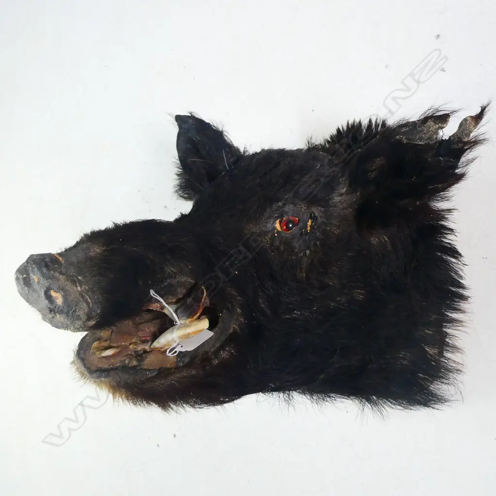WILD BOAR TAXIDERMY HEAD SOME DISTRESS Image 1++