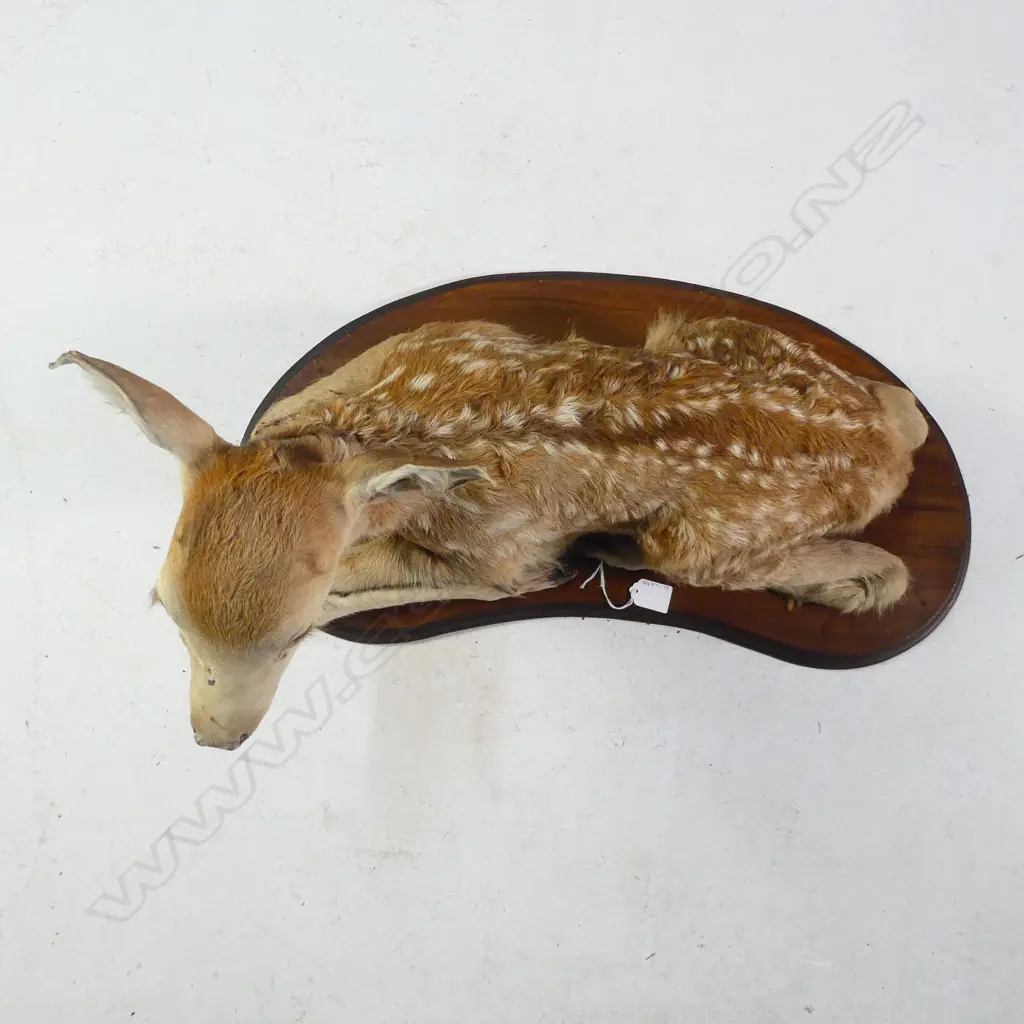 TAXIDERMY FULL BODY MOUNT FAWN DEER RECUMBANT. ON BOARD L. 680MM Image 1++
