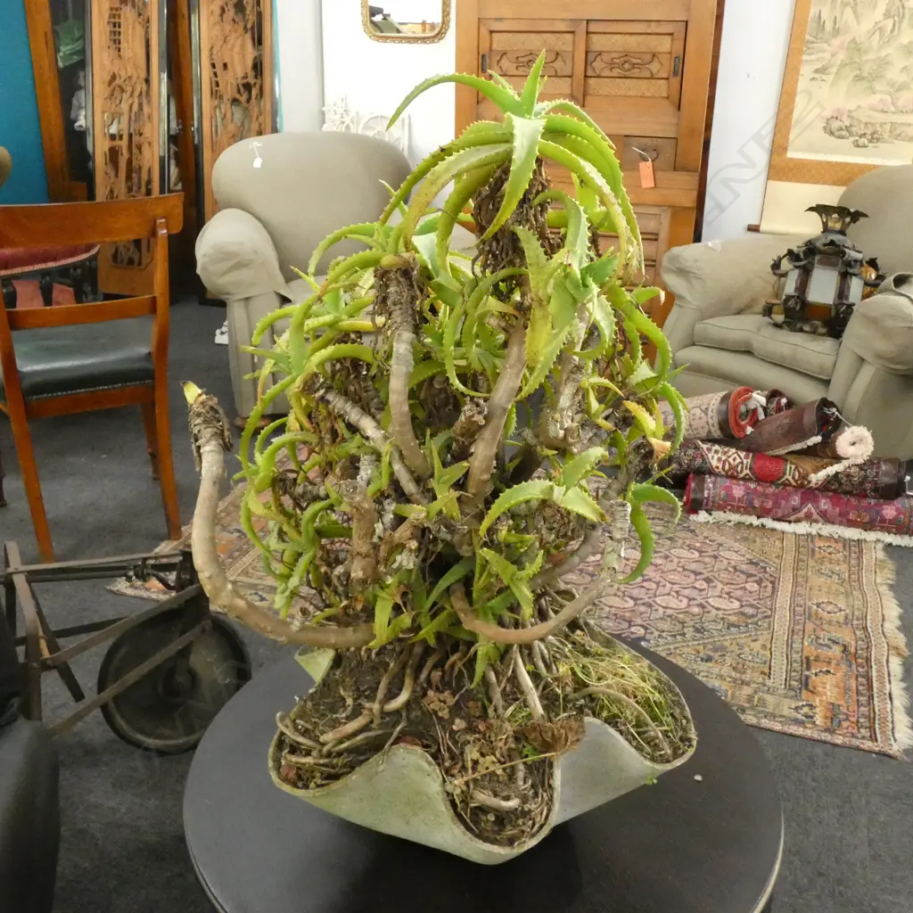 SUCCULENT H. 850MM Image 1++