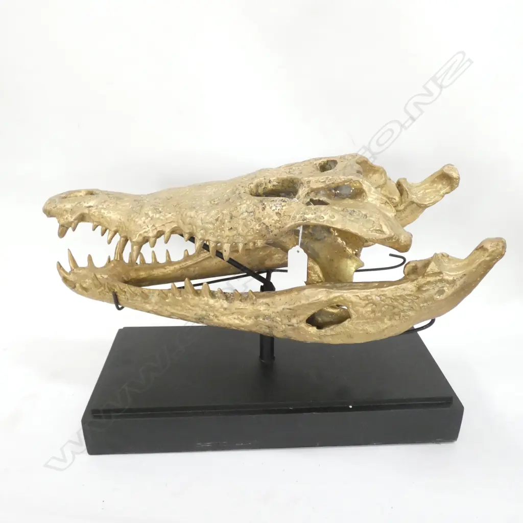LGE POLISHED BRONZE SCULPTED  ALLIGATOR SKULL L. 510MM Image 1++