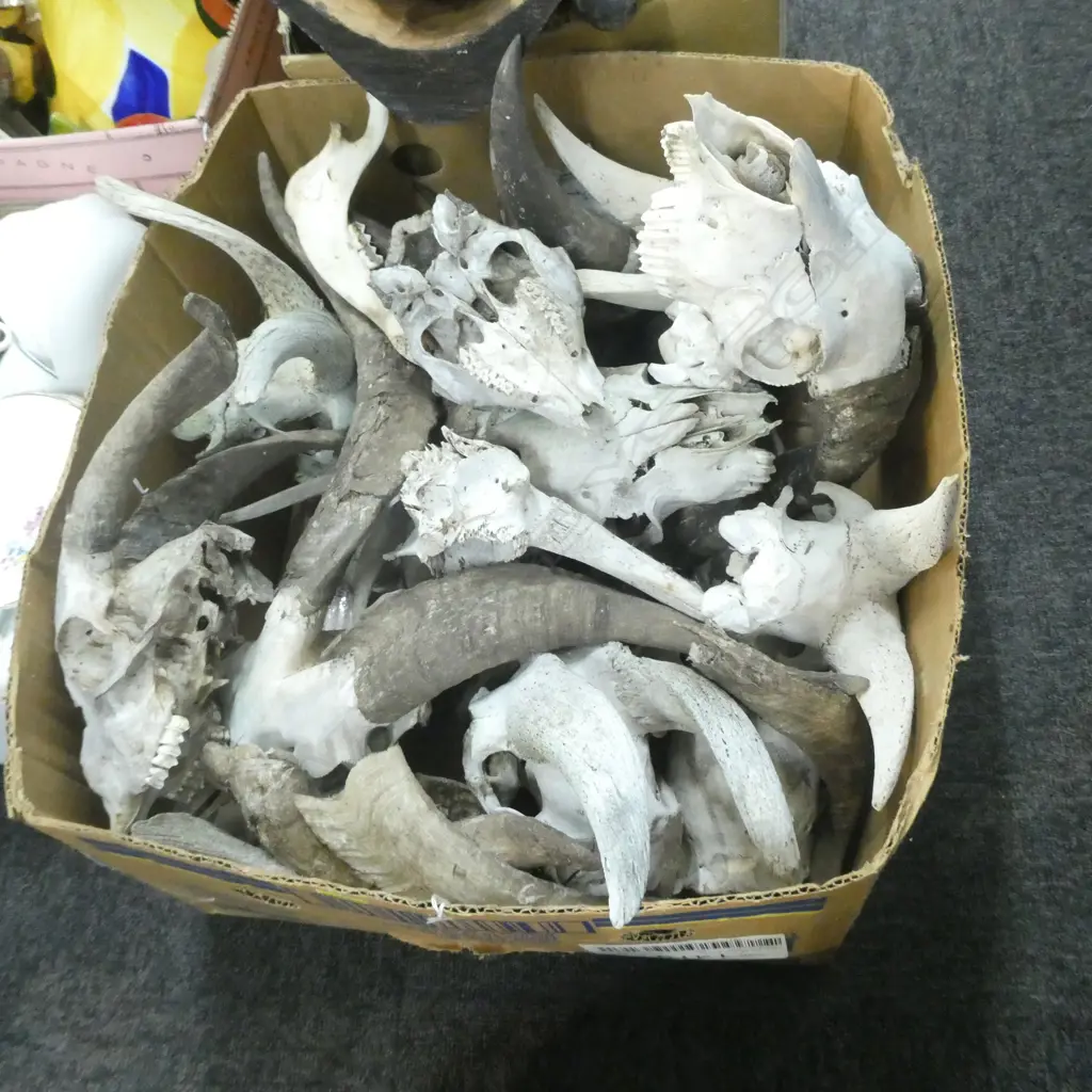 BOX-LOT GOAT SKULLS Image 1++