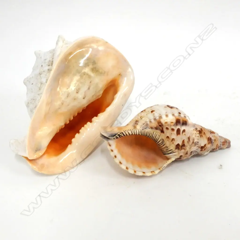 2 PACIFIC SHELLS L 230 MM Image 1++