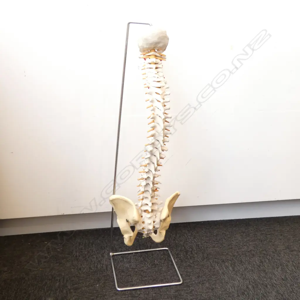 ANATOMICAL MODEL OF SPINE AND PELVIS ON STAND 840MM H Image 1++