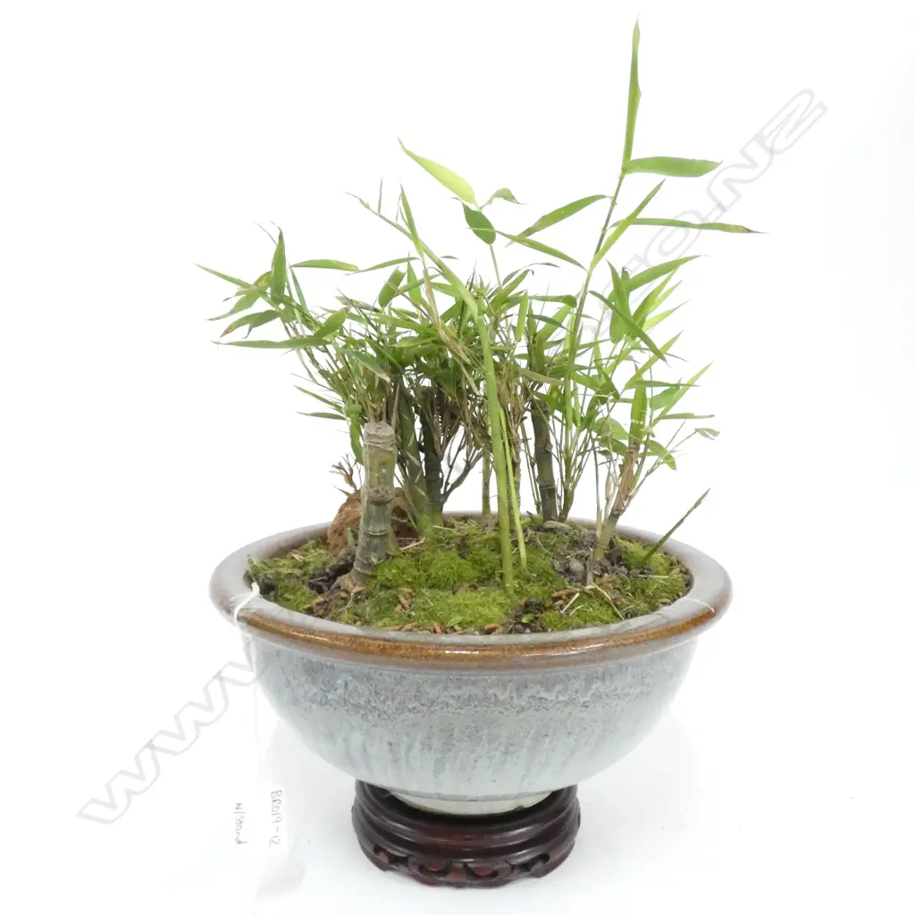 CHINESE BAMBOO BONSAI JUN WARE POT (DIA 270MM) ON STAND Image 1++