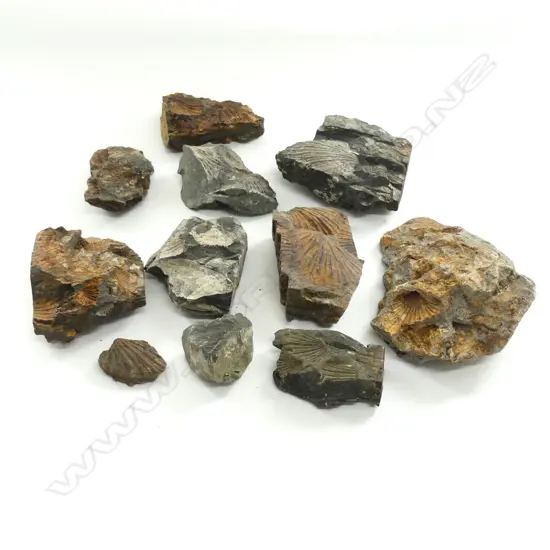 A collection of N.Z. shell fossils