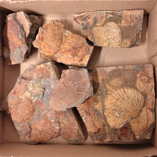 A collection of N.Z. shell fossils