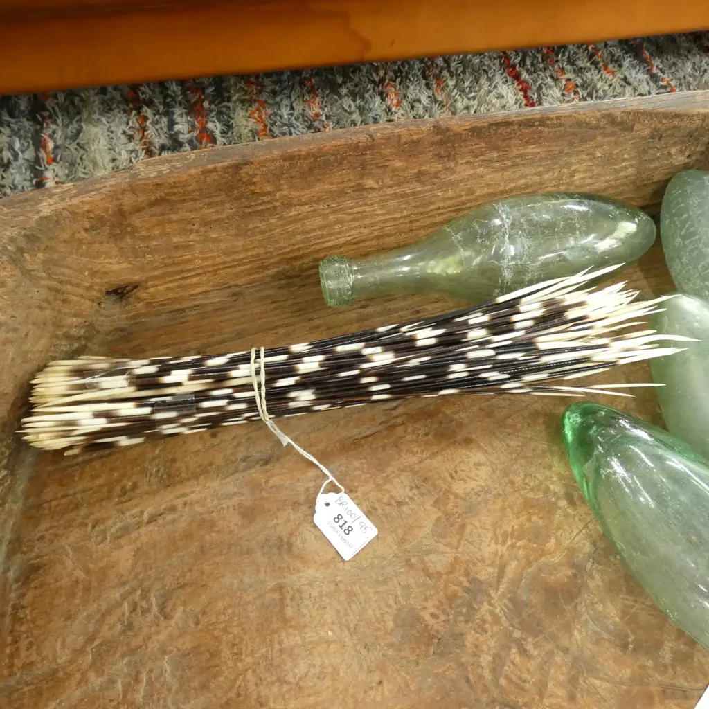 COLLECTION OF PORCUPINE QUILLS L.380mm Image 1++