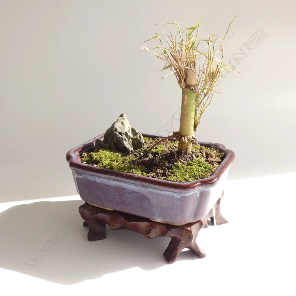 BAMBOO BONSAI IN JUN WARE STYLE POT L.190mm Image 1++