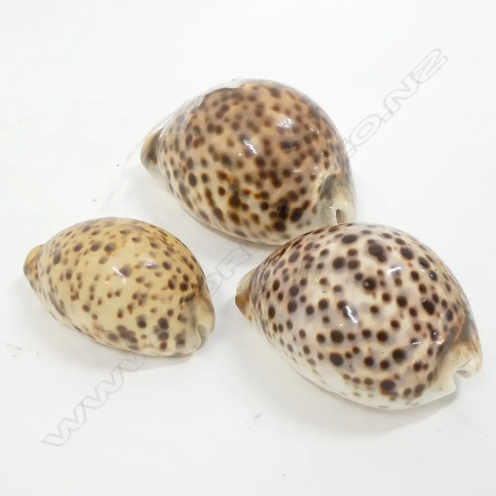 THREE COWRIE SHELLS Image 1++