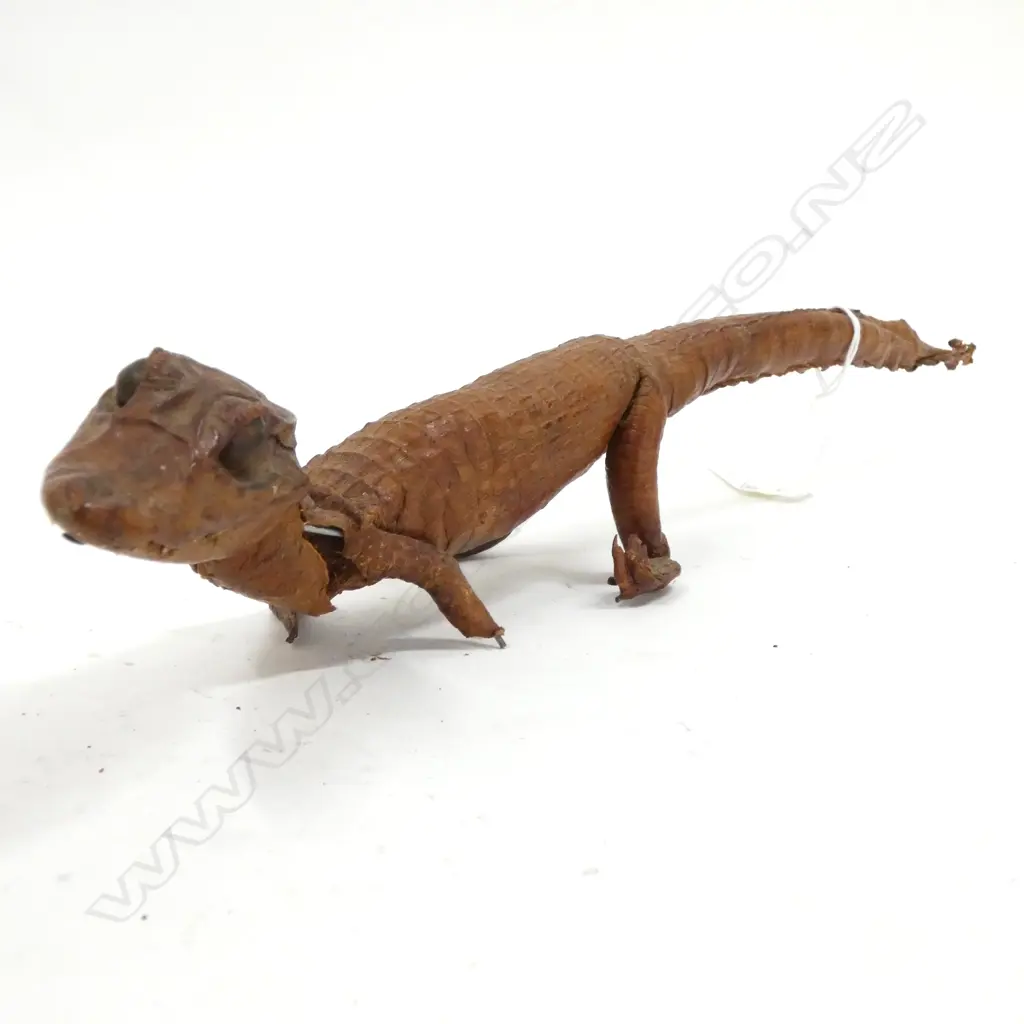 TAXIDERMY ALLIGATOR  36cm long. A.F. Image 1++