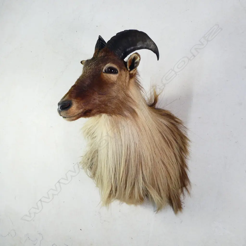A taxidermy thar head, Image 1++