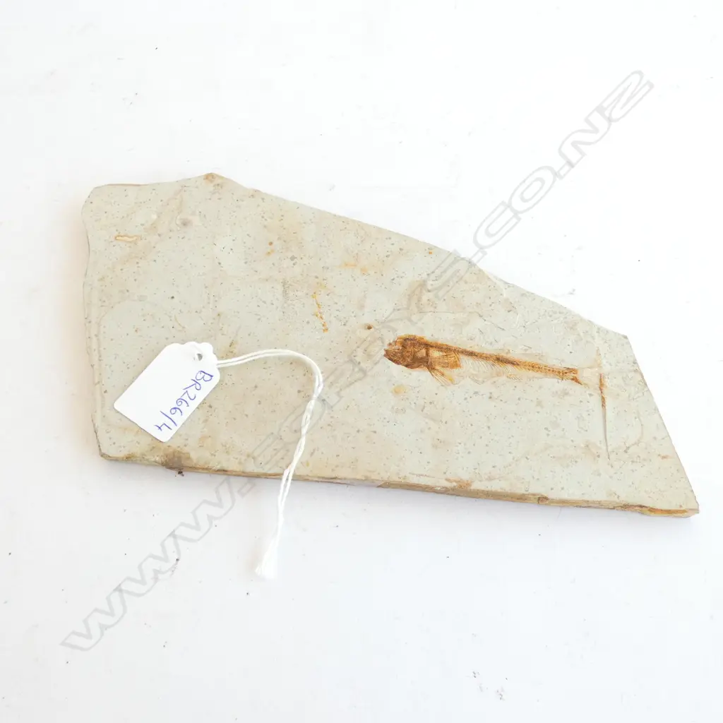 FOSSIL L.225mm Image 1++
